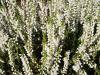Calluna vulgaris 'Spring Cream' - vřes obecný