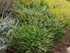 Calluna vulgaris 'Alba Pumila' - vřes obecný
