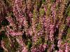 Calluna vulgaris 'Anette' - vřes obecný
