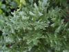 Quercus cerris - dub cer