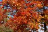 Quercus rubra - dub červený: podzimní zbarvení