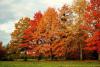 Quercus palustris - dub bahenní: podzimní zbarvení