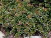 Berberis x media 'Red Jewel' - dřišťál prostřední
