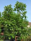 Quercus dentata 'Carl Ferris Miller' - dub zubatý