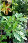Quercus rhysophylla 'Maya' - dub mexický