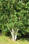Betula jacquemontii - bříza himalájská