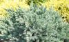 Juniperus conferta 'Schlager' - jalovec pobřežní