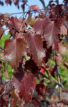 Betula 'Royal Frost' - bříza