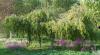 Betula pendula 'Tristis' - převislá bříza (KNIŽNÍKLUB)