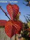 Davidia involucrata 'Columna' - davídie listenová