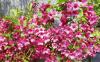 Weigela 'Rumba' - vajgélie květnatá