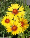 Gaillardia 'Amber Wheels' - kokarda