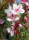 Gaura lindheimeri 'Siskiyou Pink' - svíčkovec