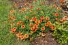 Gaillardia 'Bremen' - kokarda