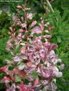 Berberis thunbergii 'Rosy Rocket'® - dřišťál Thunbergův