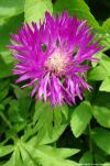 Centaurea dealbata - chrpa bělavá