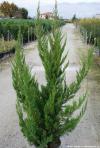 Juniperus chinensis 'Torulosa' - jalovec čínský