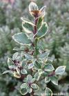 Ilex x meserveae 'Jade Star' - cesmína modrá