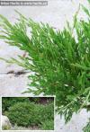 Juniperus horizontalis 'Andorra Compact' - jalovec polehlý