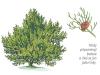 Juniperus phoenicea - jalovec fénický (KNIŽNÍKLUB)