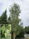 Betula pendula 'Laciniata' - bříza bílá