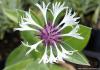  Centaurea montana 'Amethyst in Snow' - chrpa horská