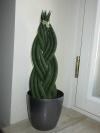 Sansevieria cylindrica - tenura