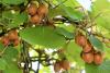 Kiwi - pěstování (PIXABAY)