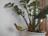 Zamioculcas zamiifolia - zamiokulkas zamiolistý