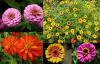 Zinnia - ostálka