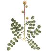 Sanguisorba minor - krvavec menší (KNIŽNÍKLUB)