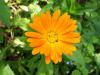 Calendula officinalis - měsíček lékařský