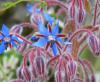 Borago officinalis - brutnák lékařský (PIXABAY)