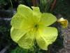 Oenothera biennis - pupalka dvouletá