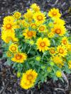 Gaillardia aristata 'Sunburst Orange' - kokarda