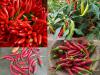 Chilli papričky - sušení