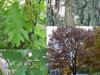 Quercus pubescens - dub pýřitý