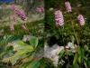Polygonum bistorta  - rdesno hadí kořen