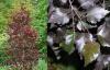 Betula pendula 'Purpurea' - bříza bílá