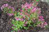 Weigela 'Minuet' - vajgélie