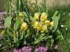 Iris pumilla - kosatec  nízký