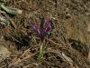 Iris reticulata - kosatec síťkovaný