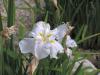 Iris ensata -  japonský kosatec