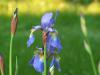 Iris sibirica - kosatec sibiřský