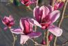 Magnolia 'Shirazz' - šácholan, magnólie
