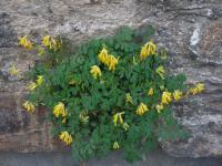 Corydalis lutea - dymnivka žlutá: dymnivka ve spáře zdiva