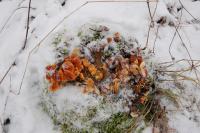 Penízovka na březovém pařezu