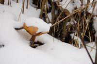 Penízovka se sametovou nožkou na myrobalánu