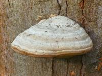 Troudnatec kopytovitý (Fomes fomentarius)