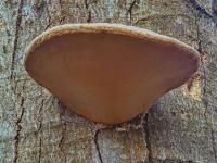 Troudnatec kopytovitý (Fomes fomentarius)